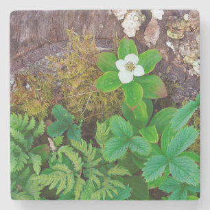 Canada, New Brunswick, , 2 Stone Coaster