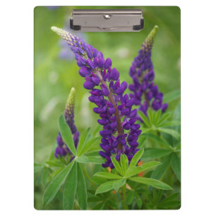 Canada, New Brunswick, . Clipboard