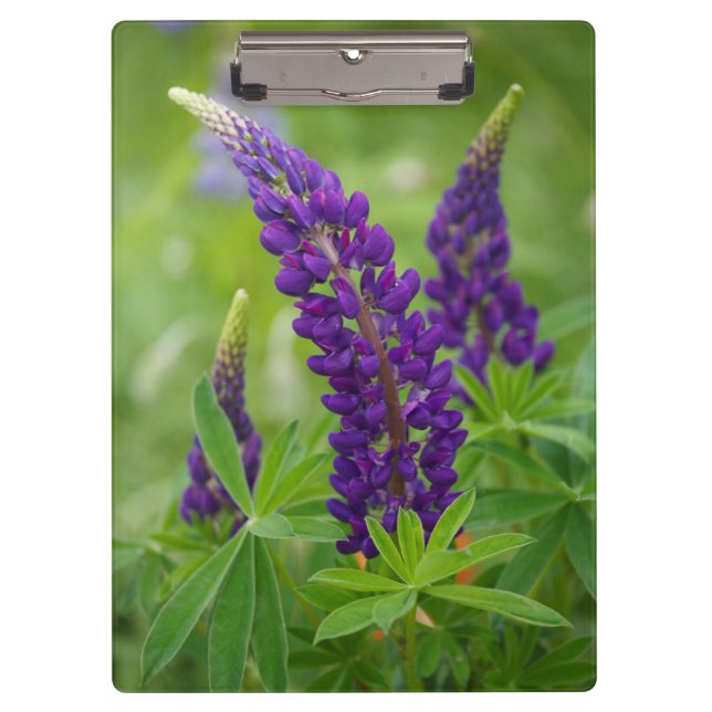 Canada, New Brunswick, . Clipboard (Front)
