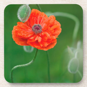 Canada, New Brunswick, , Coaster