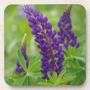 Canada, New Brunswick, . Coaster