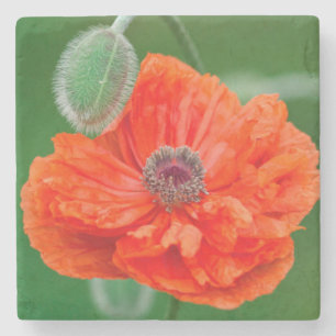 Canada, New Brunswick, , Stone Coaster