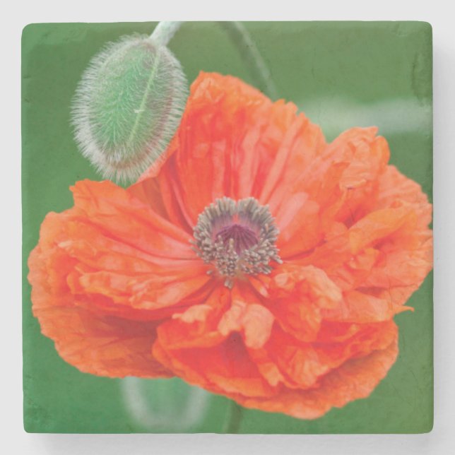 Canada, New Brunswick, , Stone Coaster (Front)