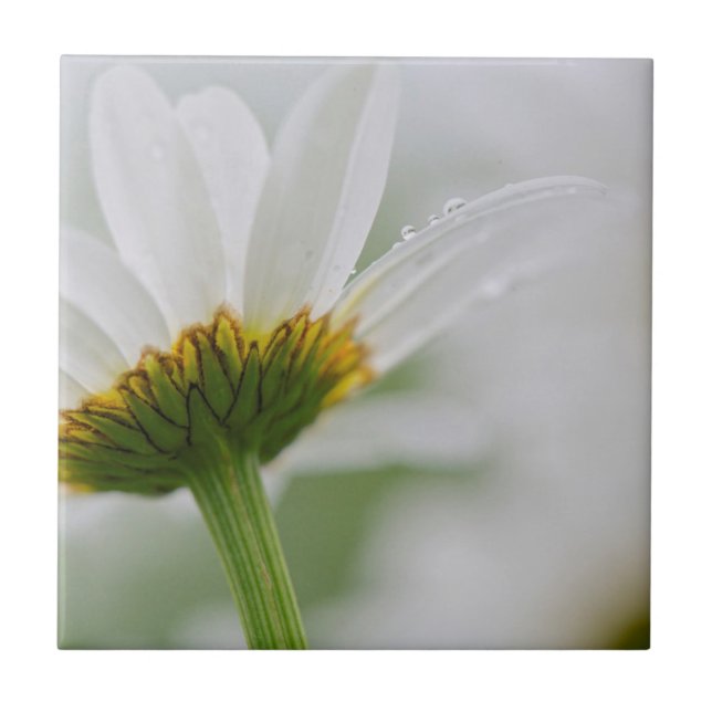Canada, New Brunswick, Tile (Front)