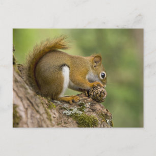 Canada, Nova Scotia, Halifax. Public Gardens, Postcard