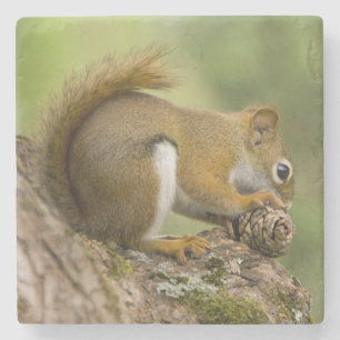 Canada, Nova Scotia, Halifax. Public Gardens, Stone Coaster
