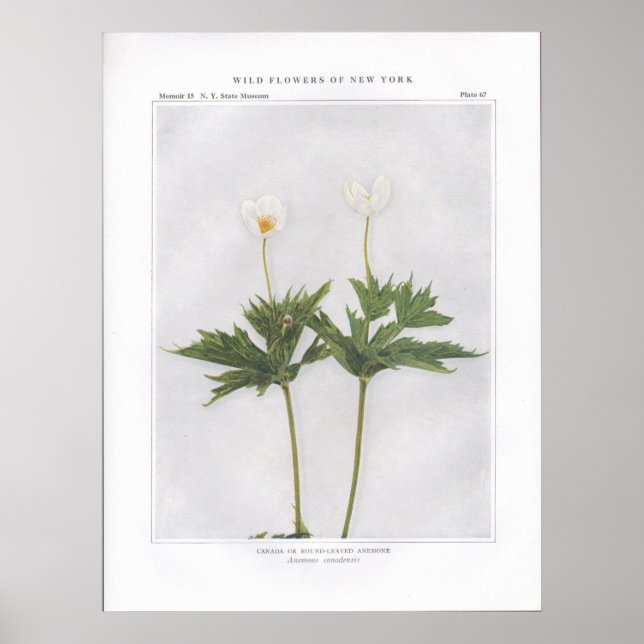Canada or Round-Leaved Anemone Poster (Front)