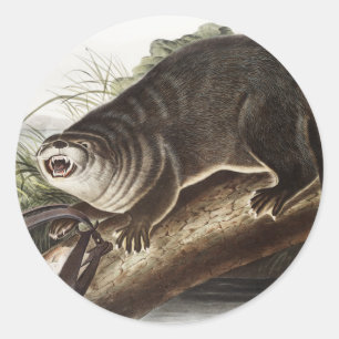 Canada Otter (Lutra Canadensis) Illustration Classic Round Sticker