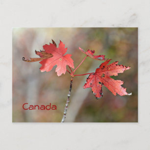 Canada Post Card - Maple Leaves