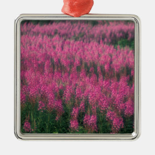 Canada, Quebec, Gaspe. Purple Lythrum Flowers, Metal Ornament