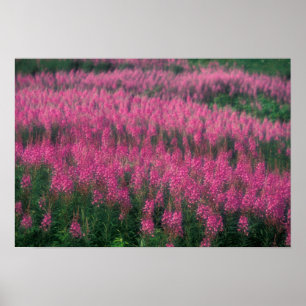Canada, Quebec, Gaspe. Purple Lythrum Flowers, Poster
