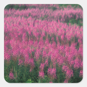 Canada, Quebec, Gaspe. Purple Lythrum Flowers, Square Sticker