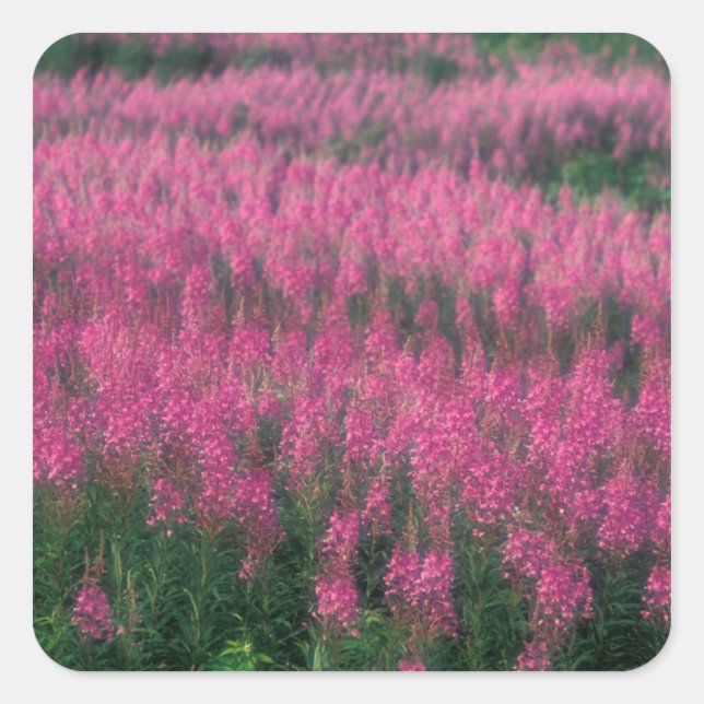 Canada, Quebec, Gaspe. Purple Lythrum Flowers, Square Sticker (Front)
