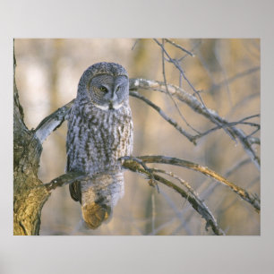 Canada, Quebec. Great gray owl perched on tree Poster