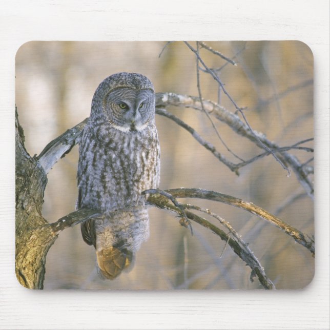 Canada, Quebec. Great grey owl perched on tree Mouse Pad (Front)