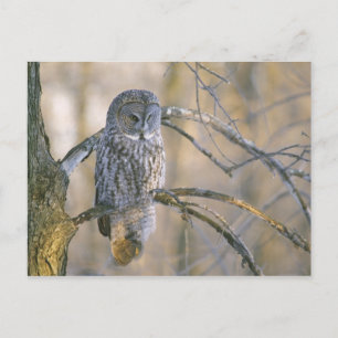 Canada, Quebec. Great grey owl perched on tree Postcard
