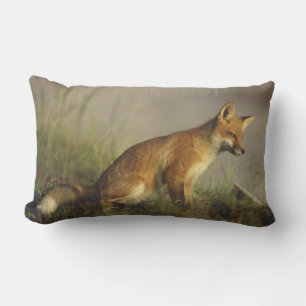 Canada, Quebec. Red fox cub at sunrise Lumbar Cushion