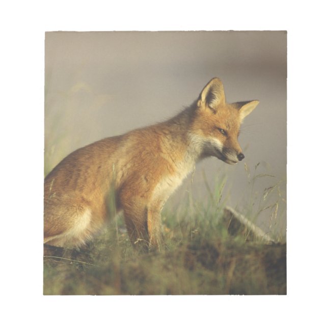 Canada, Quebec. Red fox cub at sunrise Notepad (Front)