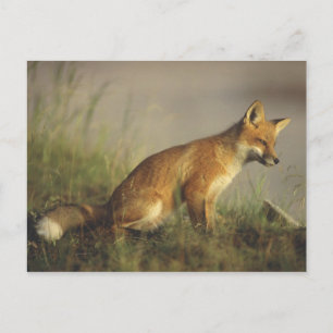 Canada, Quebec. Red fox cub at sunrise Postcard