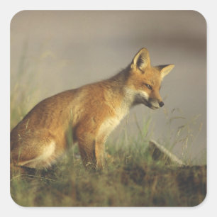Canada, Quebec. Red fox cub at sunrise Square Sticker