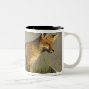 Canada, Quebec. Red fox cub at sunrise Two-Tone Coffee Mug