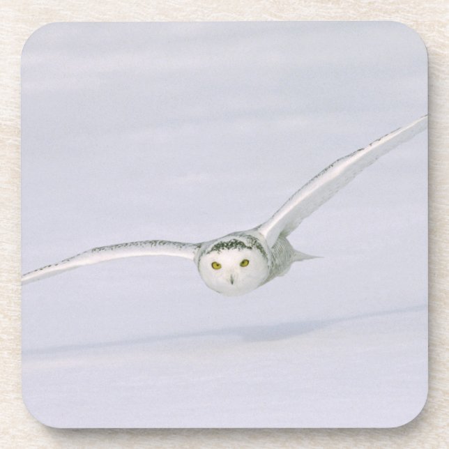 Canada, Quebec. Snowy owl flies low over snow. Coaster (Front)