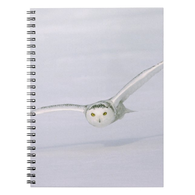 Canada, Quebec. Snowy owl flies low over snow. Notebook (Front)