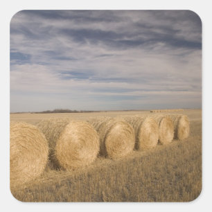 Canada, Saskatchewan, Craik: Hayrolls / Autumn Square Sticker