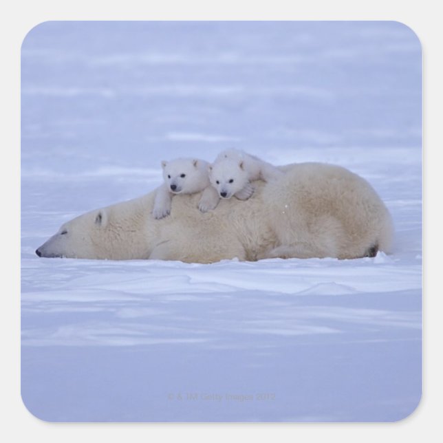 Canada Square Sticker (Front)