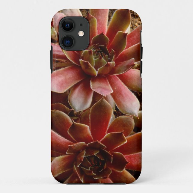 Canada, . Succulent plant Case-Mate iPhone Case (Back)