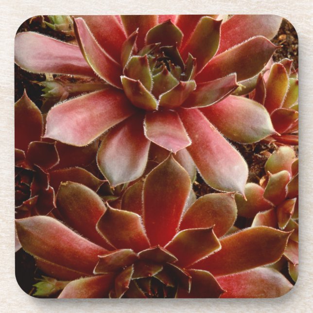 Canada, . Succulent plant Coaster (Front)