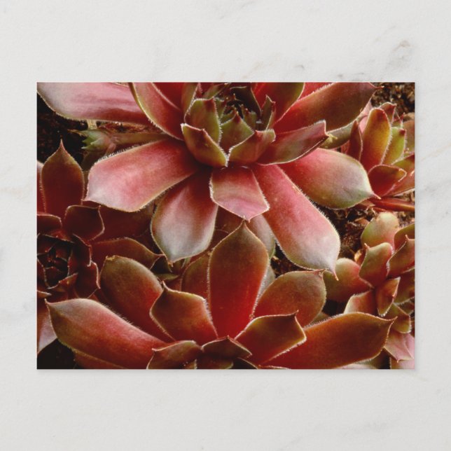 Canada, . Succulent plant Postcard (Front)