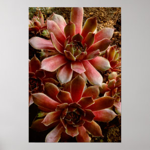 Canada, . Succulent plant Poster