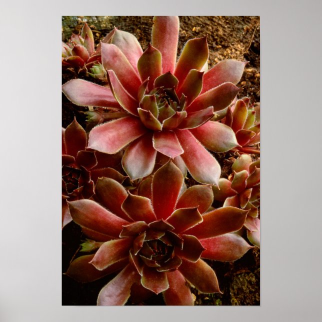 Canada, . Succulent plant Poster (Front)