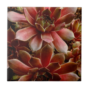 Canada, . Succulent plant Tile