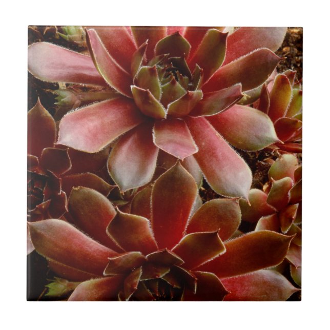 Canada, . Succulent plant Tile (Front)