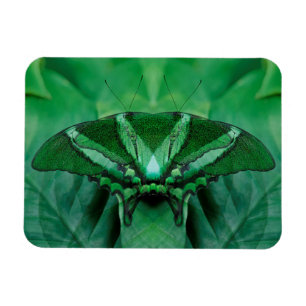 Canada, Victoria, Victoria Butterfly Gardens Magnet
