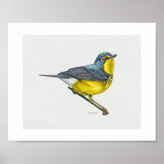 Canada Warbler Art Print
