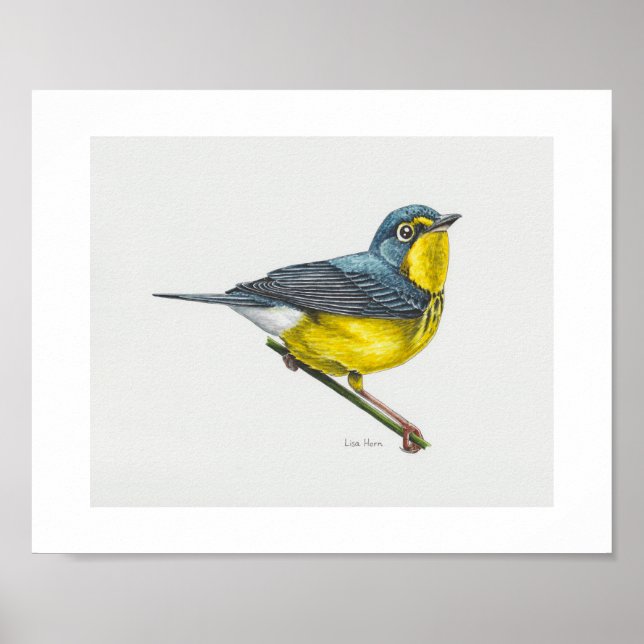 Canada Warbler Art Print (Front)
