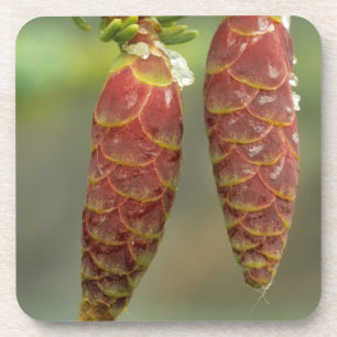 Canada, Yukon, Black Spruce Cones Coaster