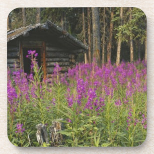 Canada, Yukon, Ross River area, Abandoned cabin Coaster
