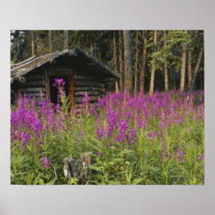 Canada, Yukon, Ross River area, Abandoned cabin Poster