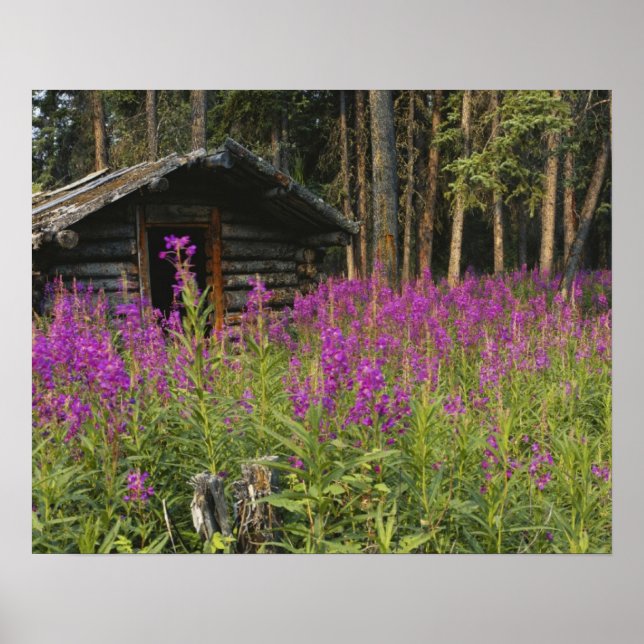 Canada, Yukon, Ross River area, Abandoned cabin Poster (Front)