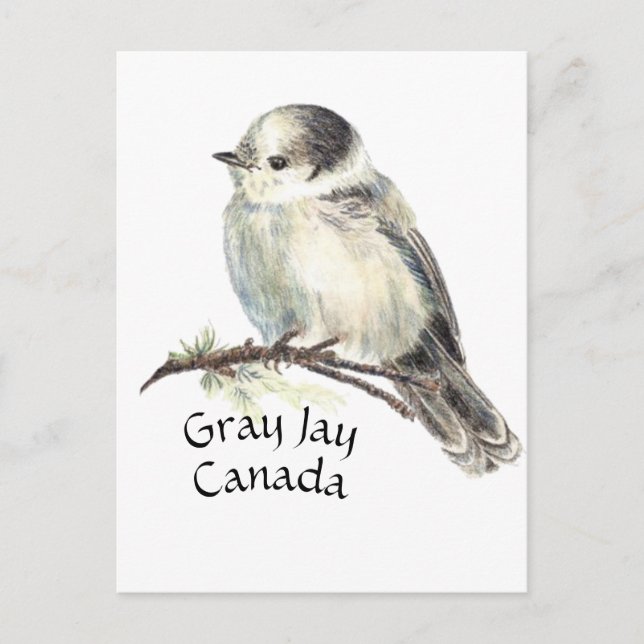 Canada's National Bird Grey Grey Jay, Whiskey Jack Postcard (Front)