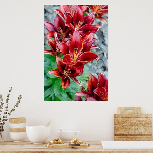 Canadian Beauty, Floral Red Stargazer Lily Poster (Kitchen)