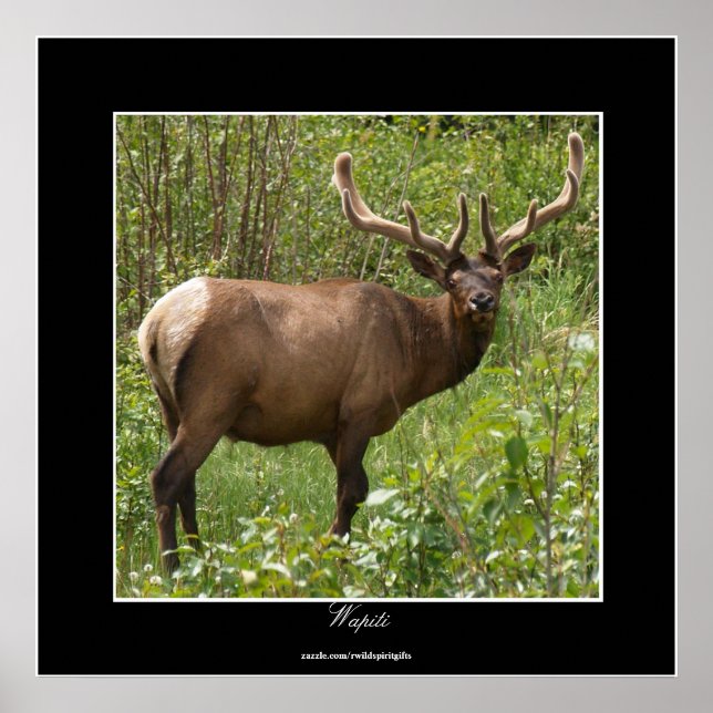 Canadian Elk (Wapiti) in Jasper National Park Poster (Front)