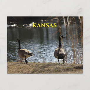 Canadian Geese by a pond Post Card
