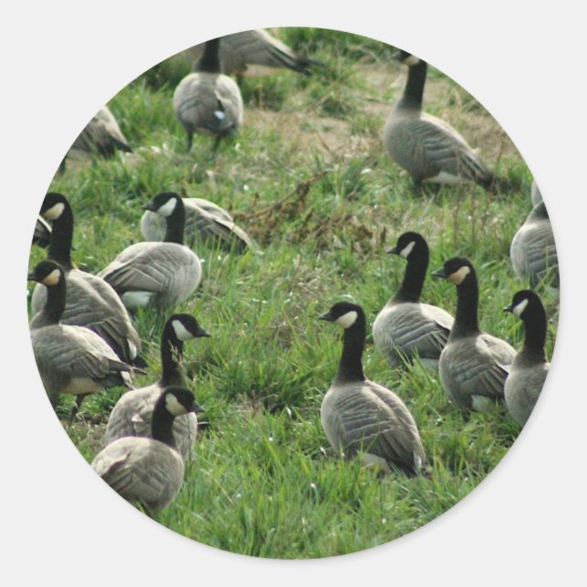 Canadian geese classic round sticker (Front)