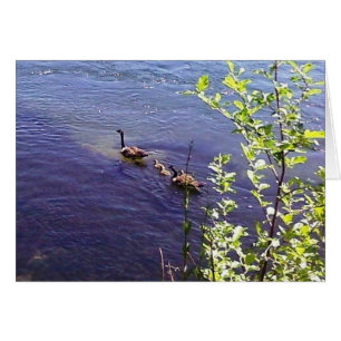 Canadian Geese Family