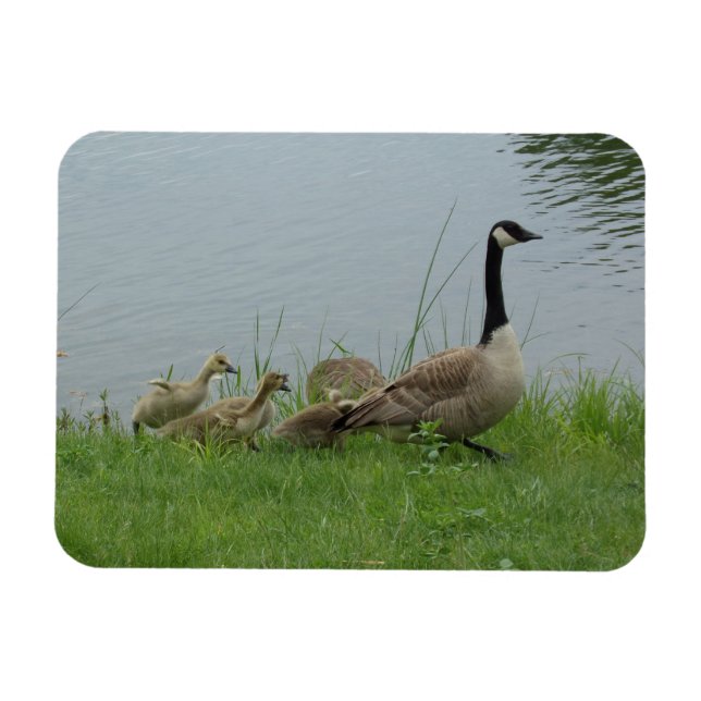 Canadian Geese Family Flexible Magnet (Horizontal)